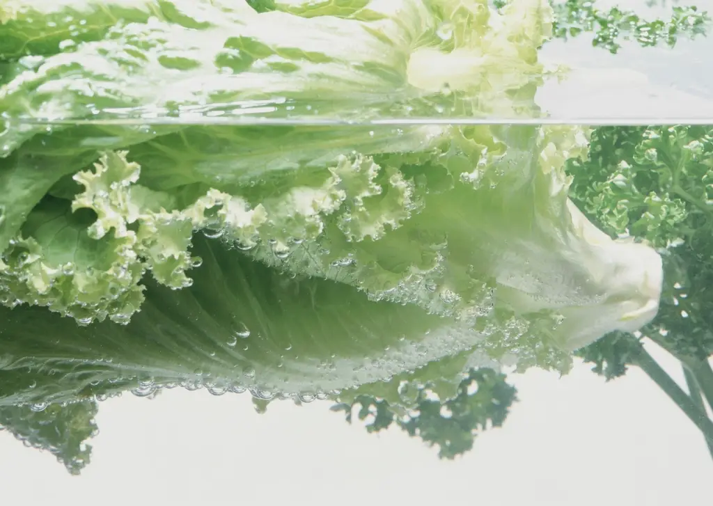 Lettuce leaves in water